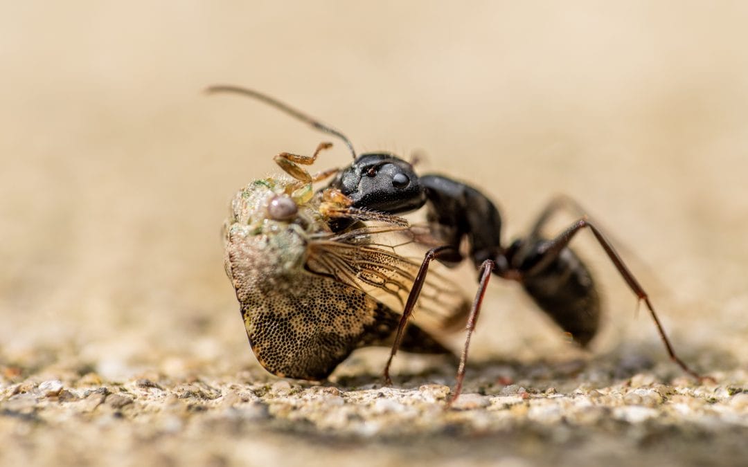 Hva skjer med maur om vinteren?